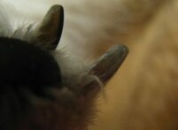 tuusvet_koirankynsi1