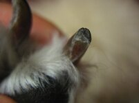 tuusvet_koirankynsi2